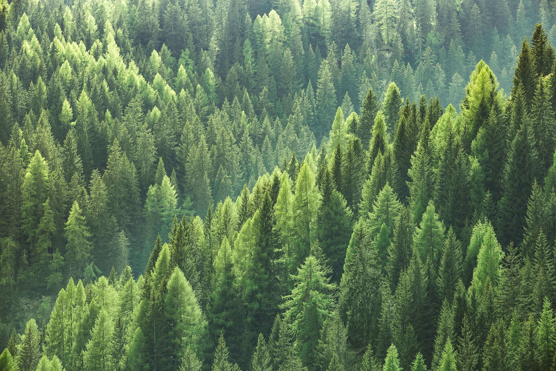 Nadelbäume im Wald