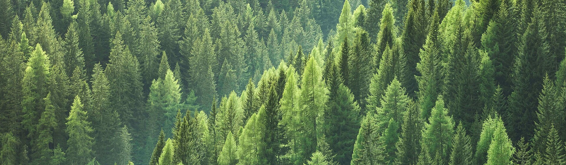 Nadelbäume im Wald